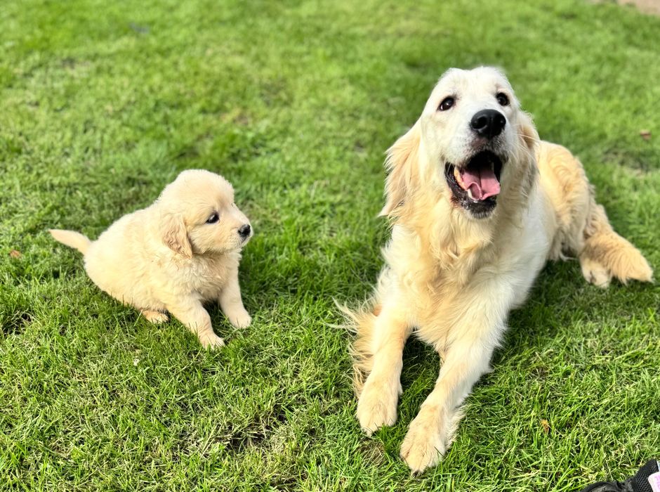 Golden retriever