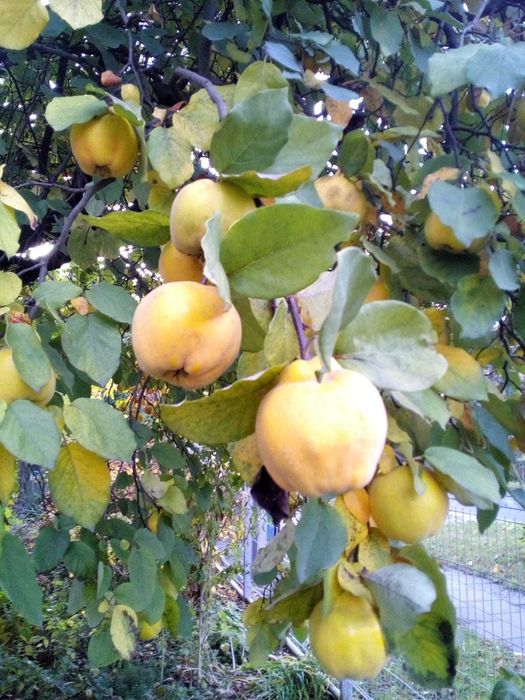 Pigwa dojrzała w listopadzie pachnąca, zdrowa Wrocław