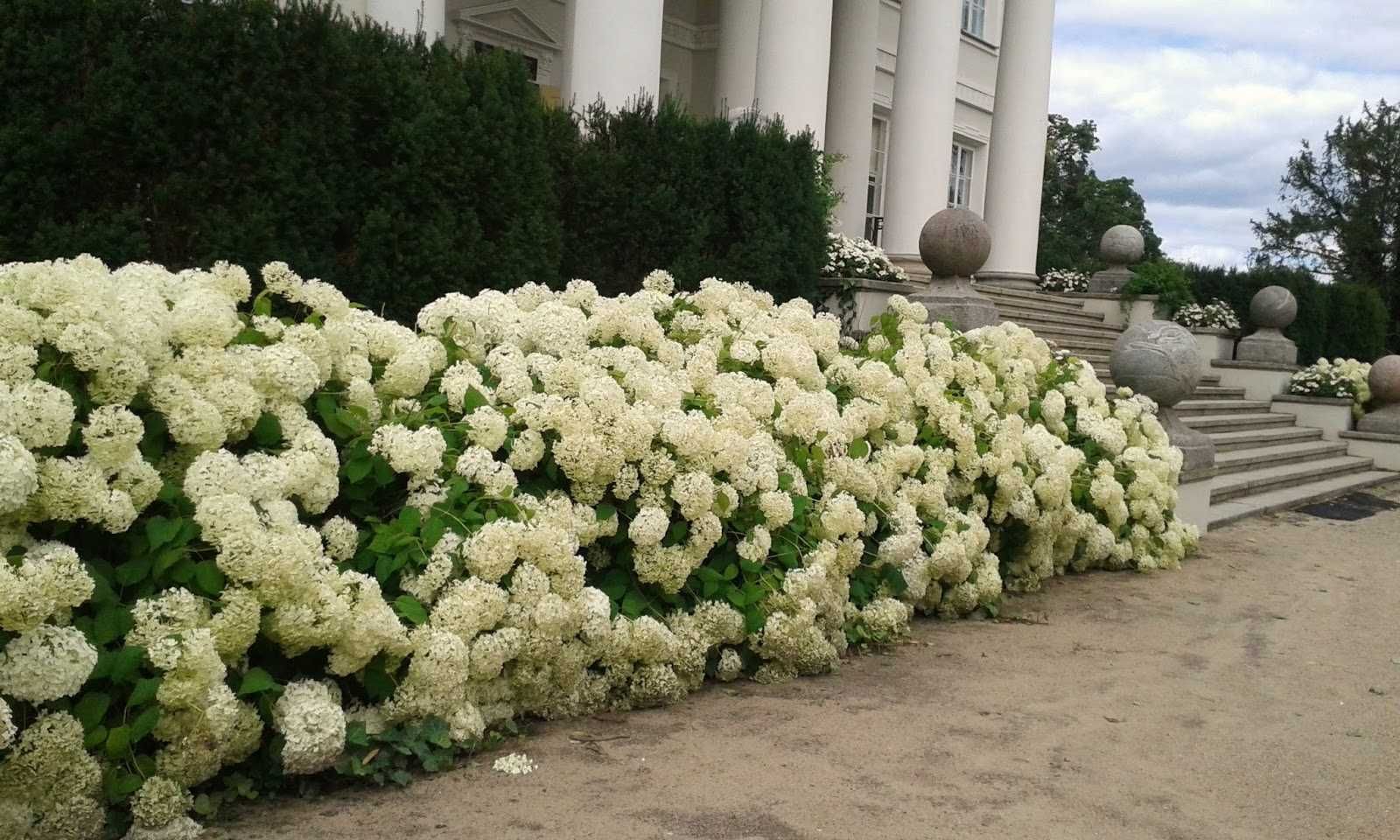 Hortensja krzewiasta anabelle