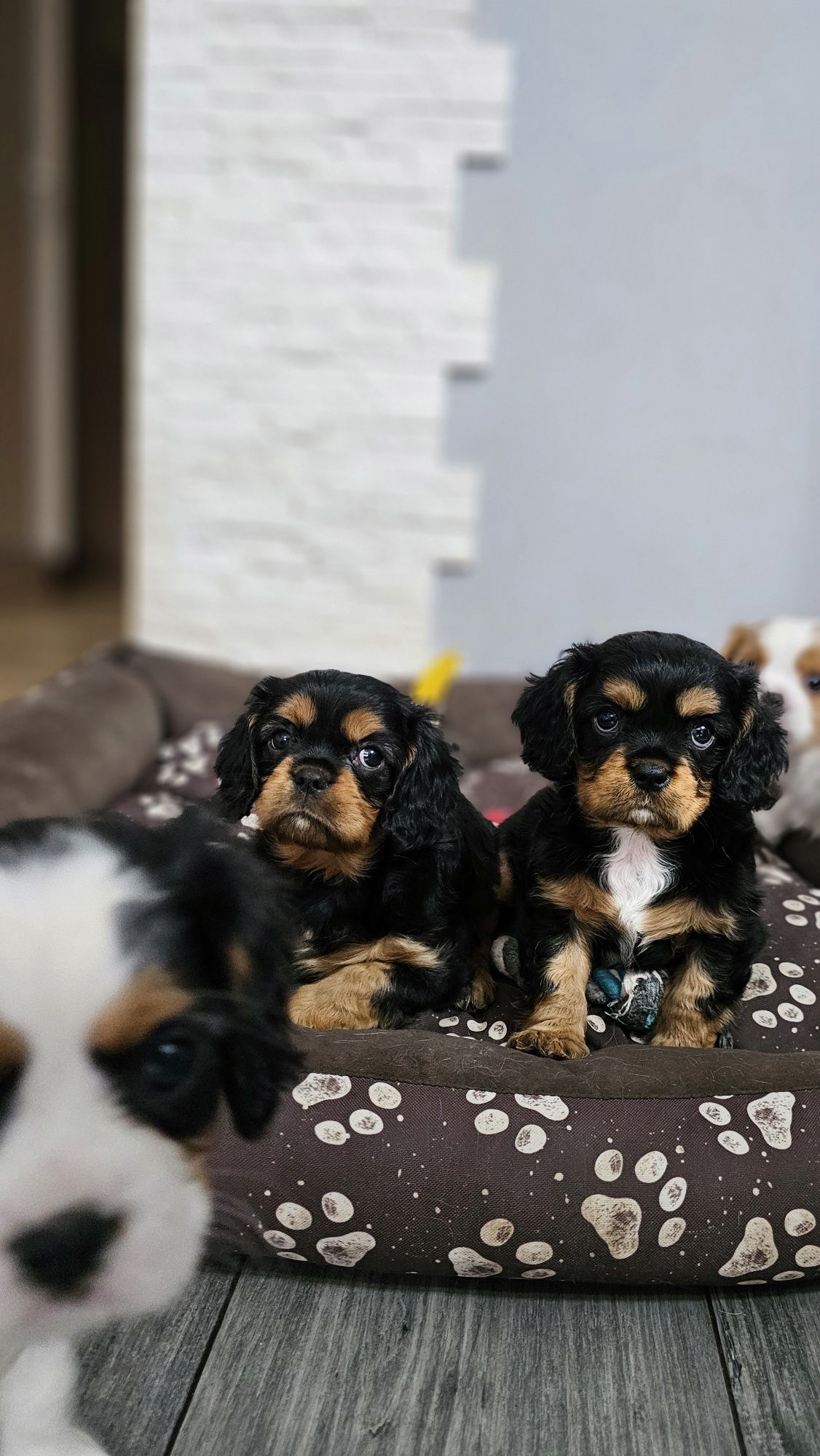 Cavalier King Charles Spaniel Axel