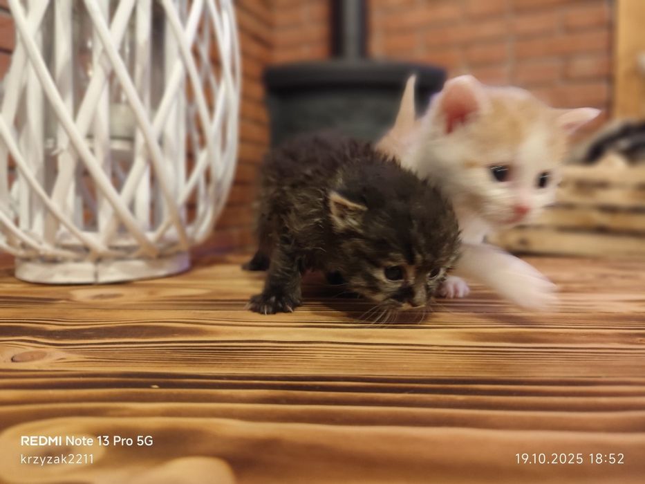 Dwa maluszki szukają wspólnego domku