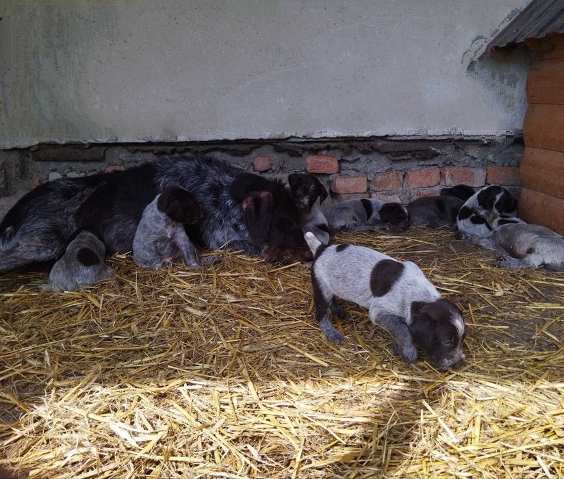 Цуценя Дратхаара дратхар