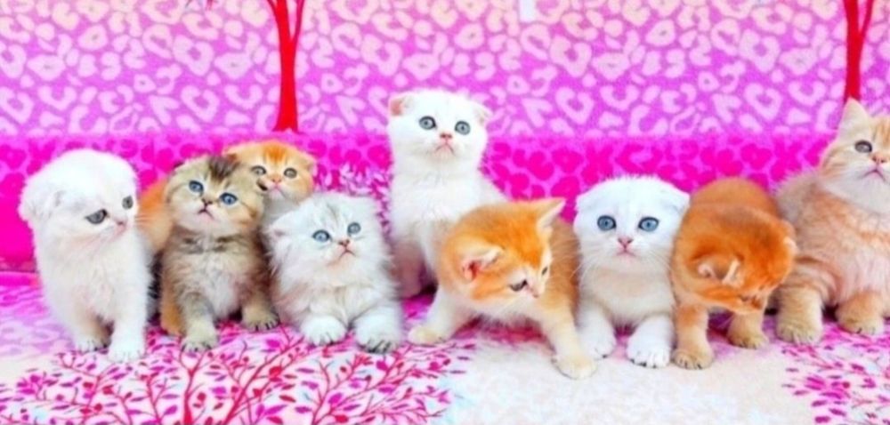 Чарівні плюшеві кошенята ведмежата чекають на Вас