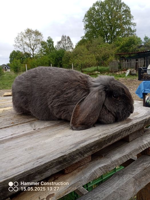 Króliki baran francuski