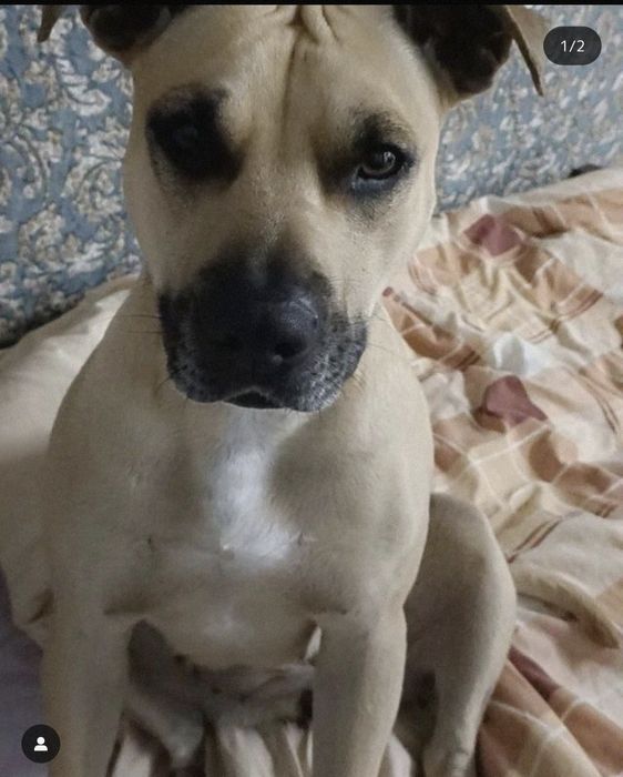 Пропала, потеряна  собака, американский стафф вознаграждение 20к