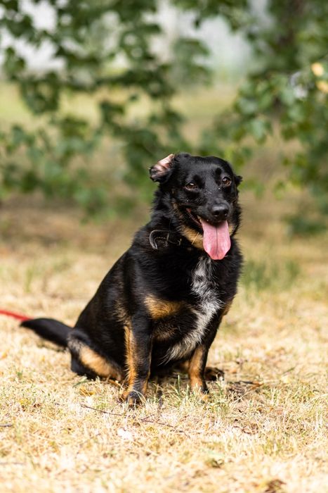 Rocky - mikropsiak, oddany jako szczeniak, do adopcji
