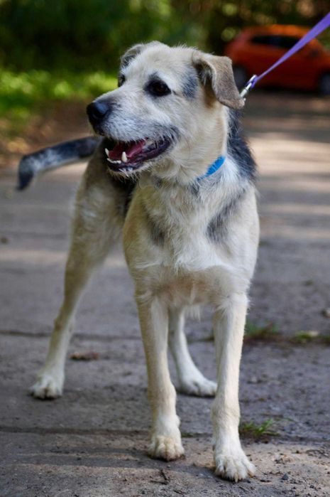 Do adopcji młody, średni, przyjazny pies o jasnym umaszczeniu