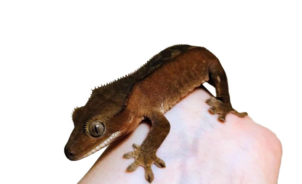 Gekon orzęsiony RED samiec