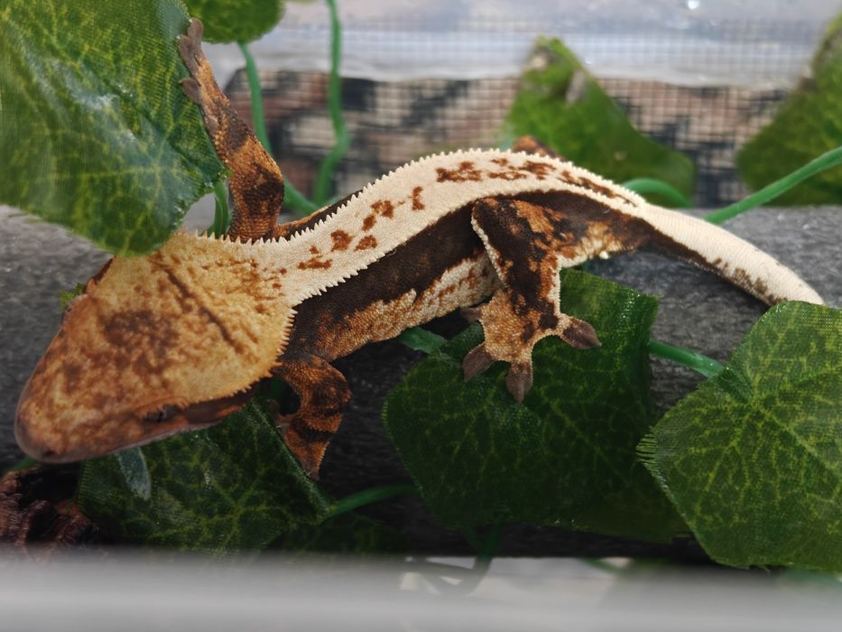 Gekon orzęsiony samica 18g tricolor/fullpinstripe WeedGeckos
