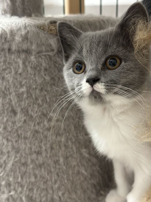 Śliczne kotki brytyjskie