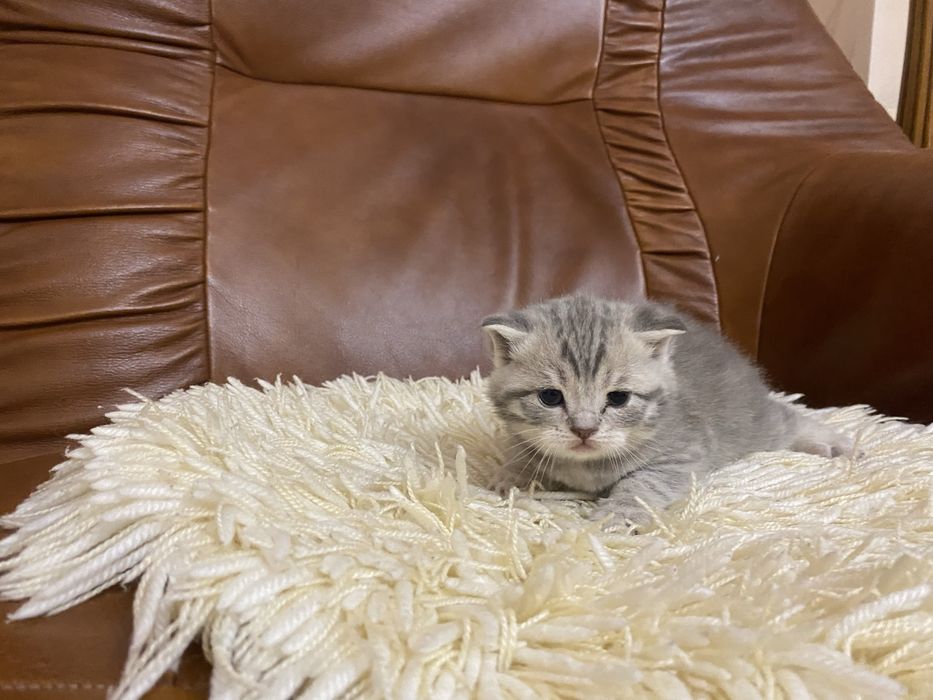 Британські кошенята готові  до бронювання