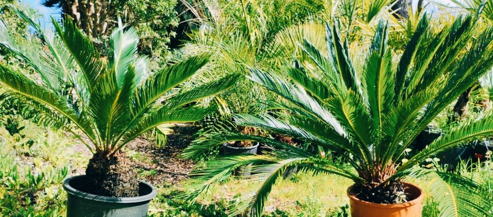 Cycas revoluta ou falsa palmeira, sagu, de vários tamanhos