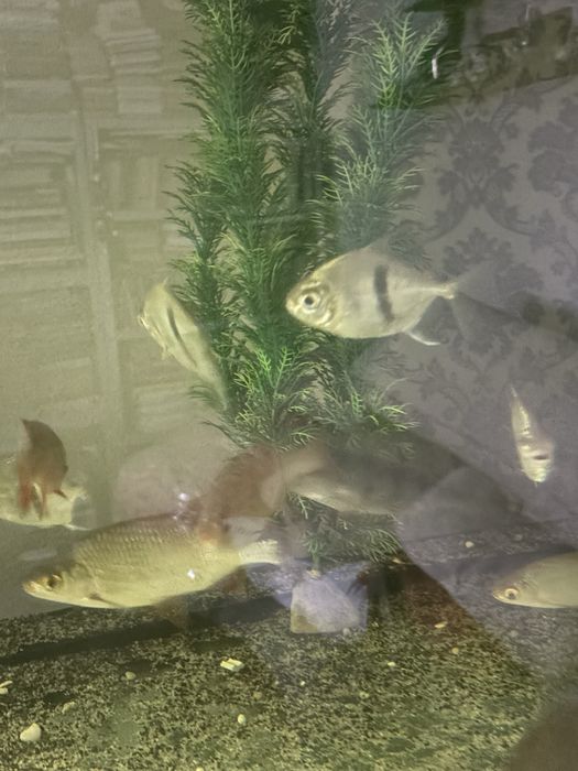 Myleus schomburki wide bar pirania pasiasta