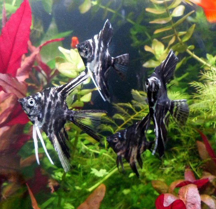 Rybki do akwarium - Skalary marmurkowe