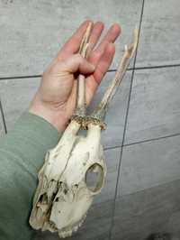 czaszka z porożem mały jelonek