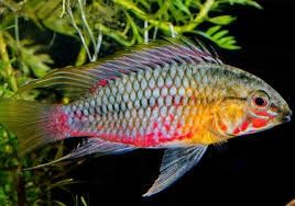 Apistogramma Hongsloi