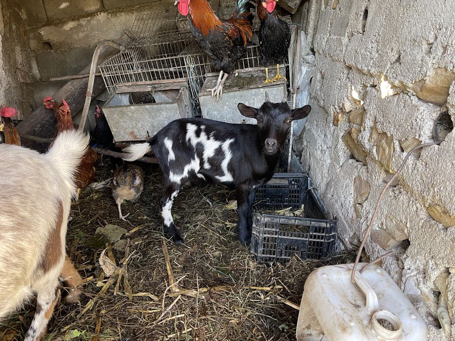 Vendo cabras de quinta