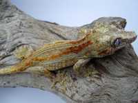 Gekon gargulec (nie orzęsiony) samica