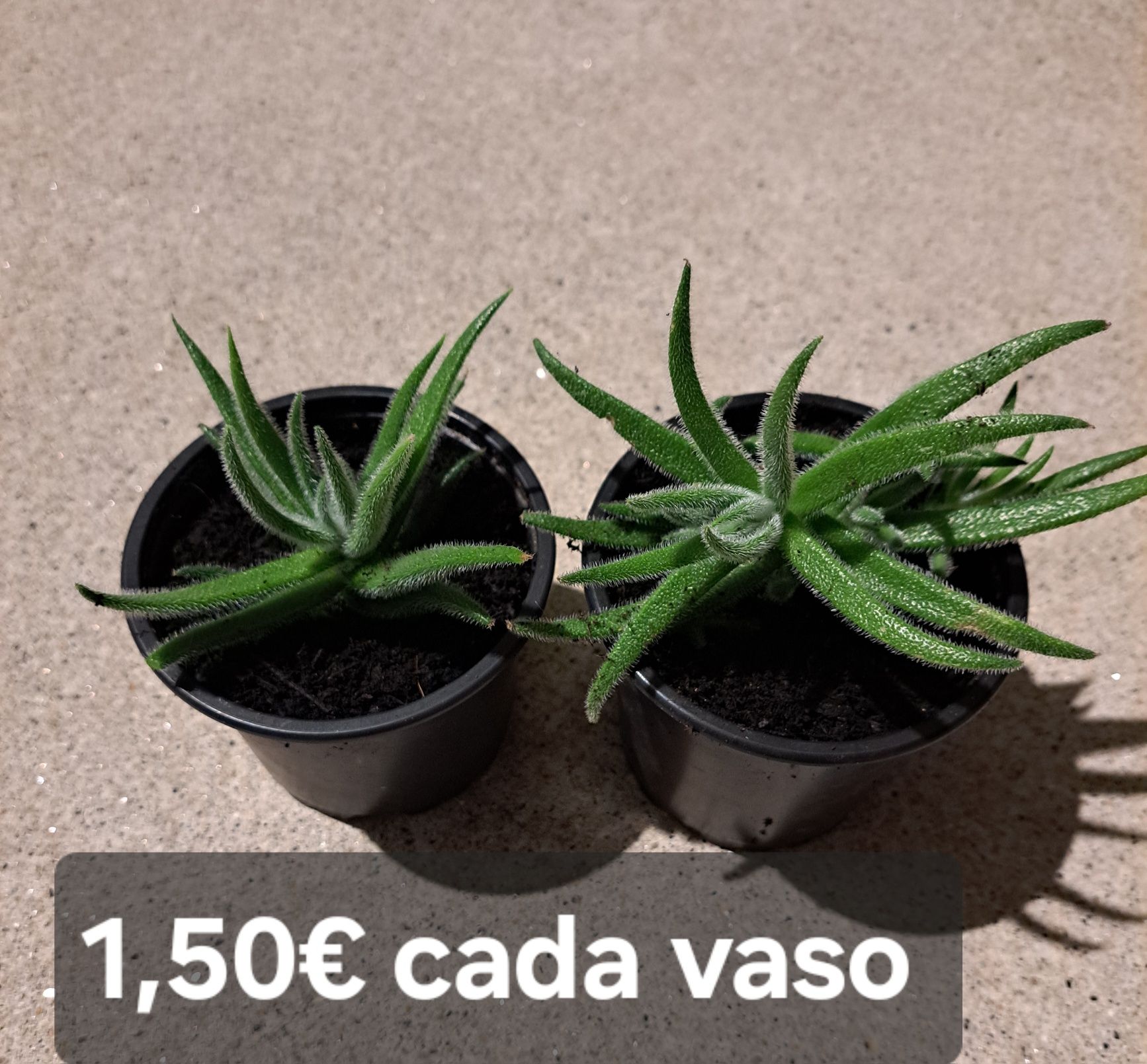Plantas suculentas