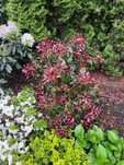 PIERIS Red Mill 3 sztuki