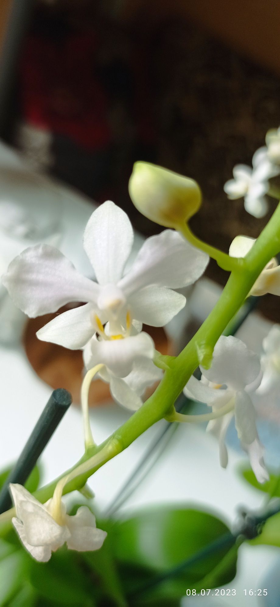Орхідея фаленопсіс сорт пульчеріма біла