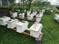 Pszczoły odkł na 2024 rok R, WLKP