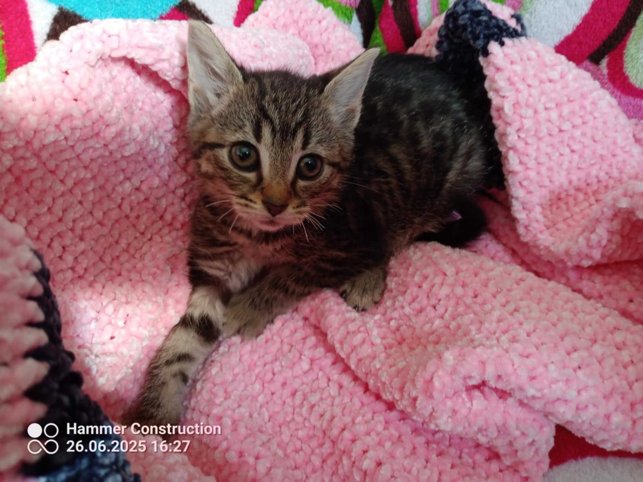 cudne pregowane i inne maluchy do adopcji