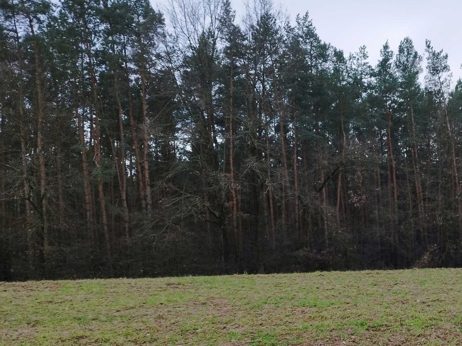 Sprzedam ziemię rolną i las 9,5 ha Targonie.