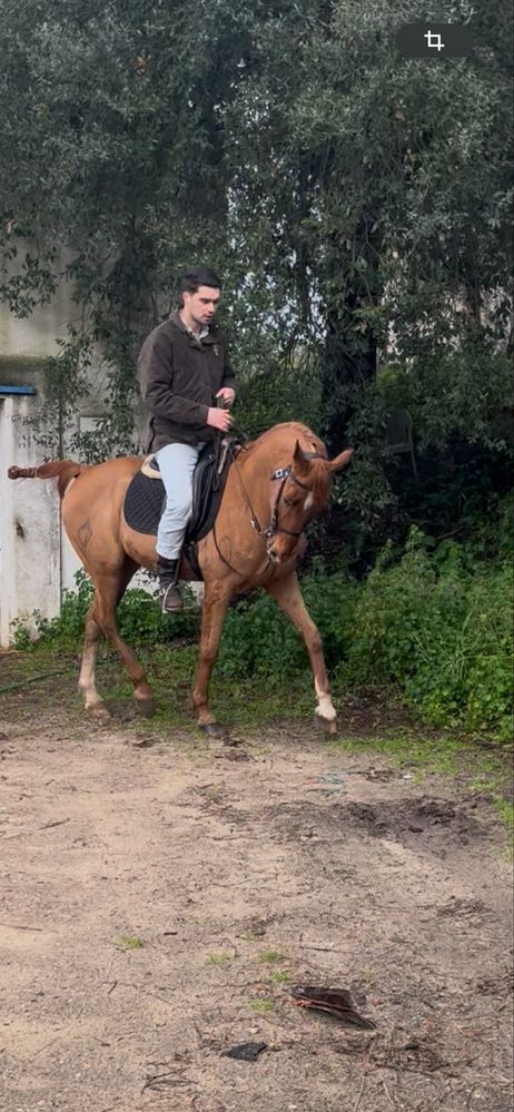 Cavalo alazao 15anos