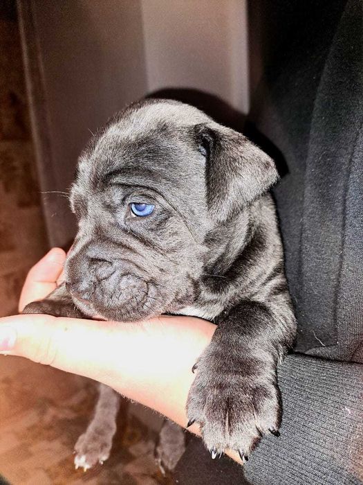 Бронювання цуценят Кане корсо