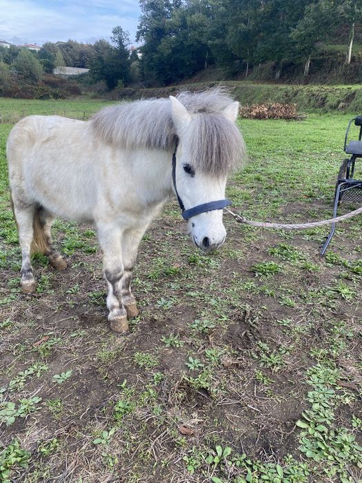 Ponei 7 anos engatado