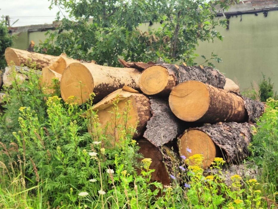 Sprzedam kłody drewna liściastego różne długości i  średnice