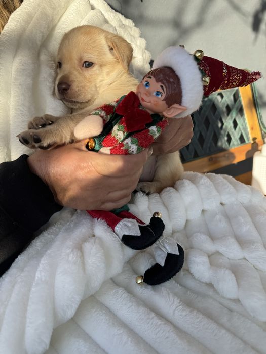 Labrador magnífico,