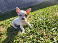 Chihuahua macho super mini