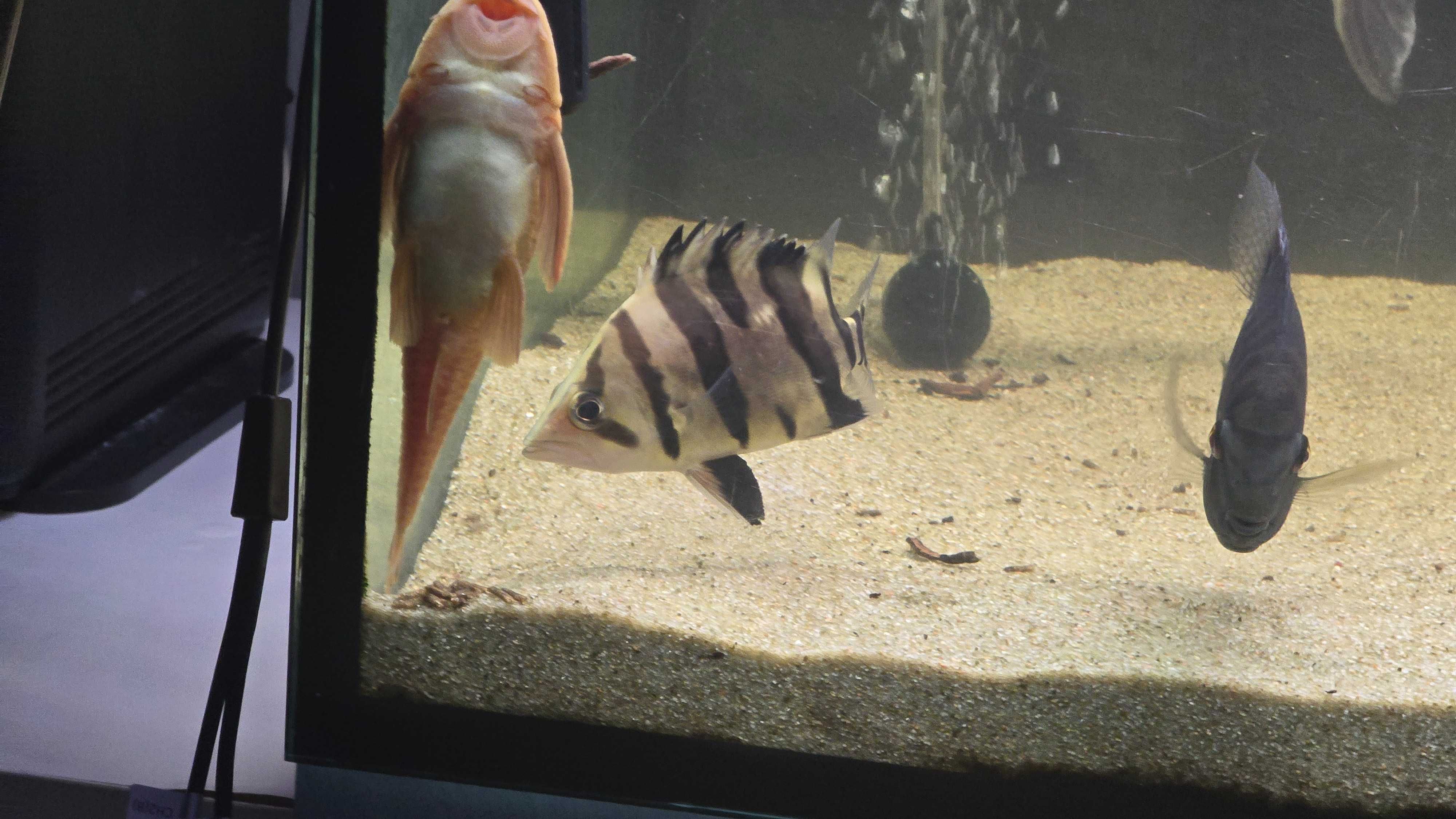 Vendo arowana prata e outros.