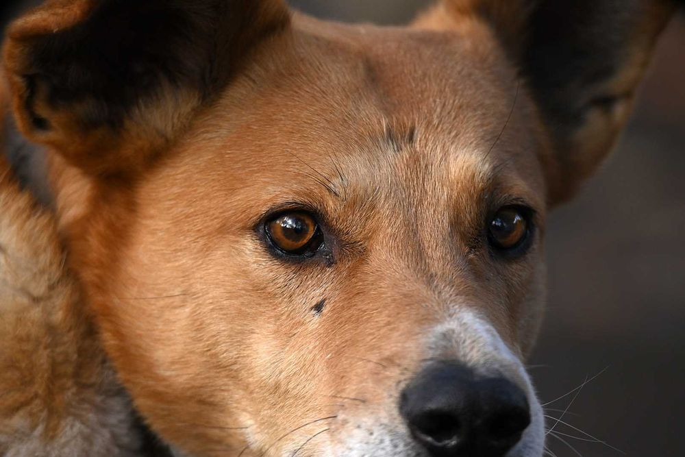 Nikon/Tamron SP 150-600mm F/5-6.3 Di VC USD з мануальним фокусуванням