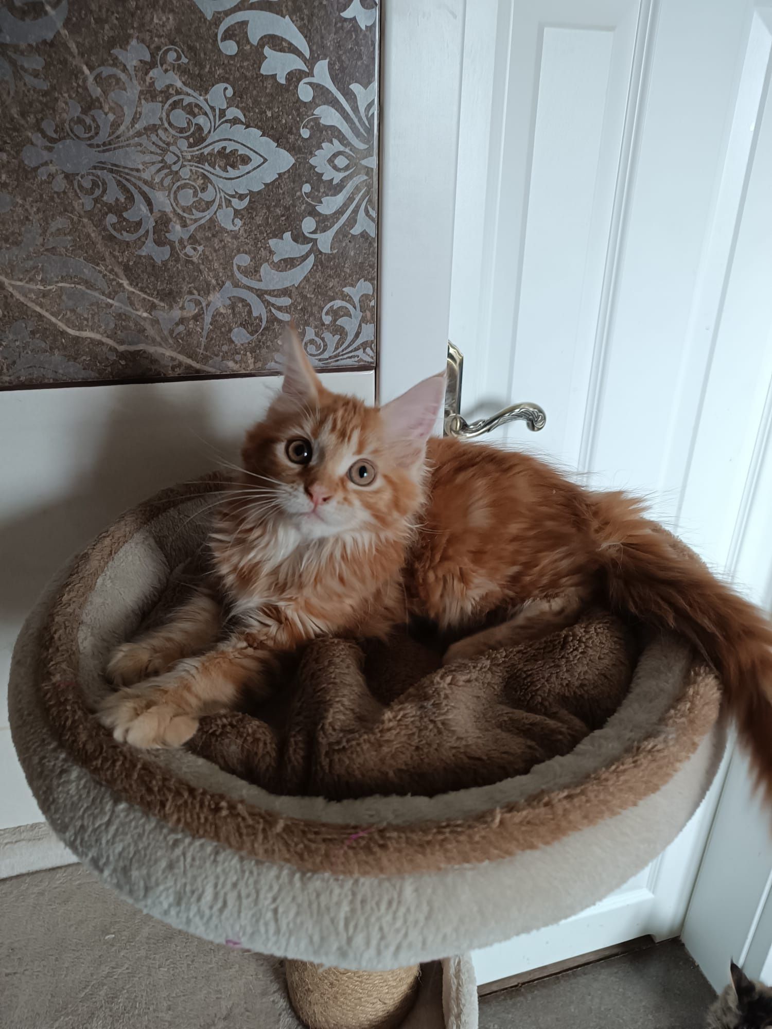 Maine coon FPL.Koteczka,,kot rasowy GOTOWA DO ODBIORU