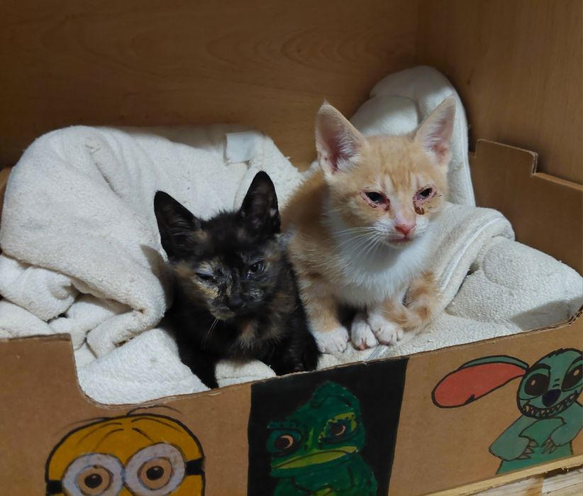 Gatinhos macho e fêmea