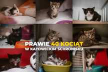 40 kociąt w katowickim schronisku czeka na dom