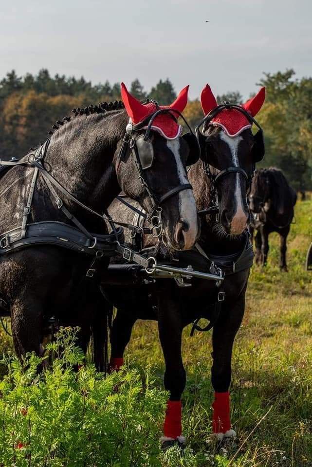 Klacz śl Arnika z zrebakiem