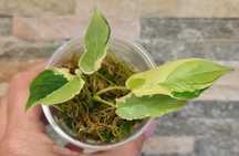 Philodendron burle marx lava variegata,super kolory