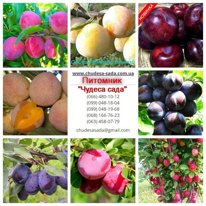 Саженцы сливы и алычи: эксклюзивные сорта и огромный выбор для сада!