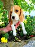 Śliczna Suczka Beagle dla aktywnej rodziny