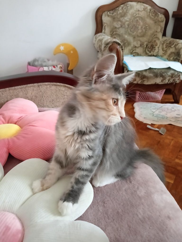 Maine coon prześliczna niebieska szylkretka z rodowodem FPL