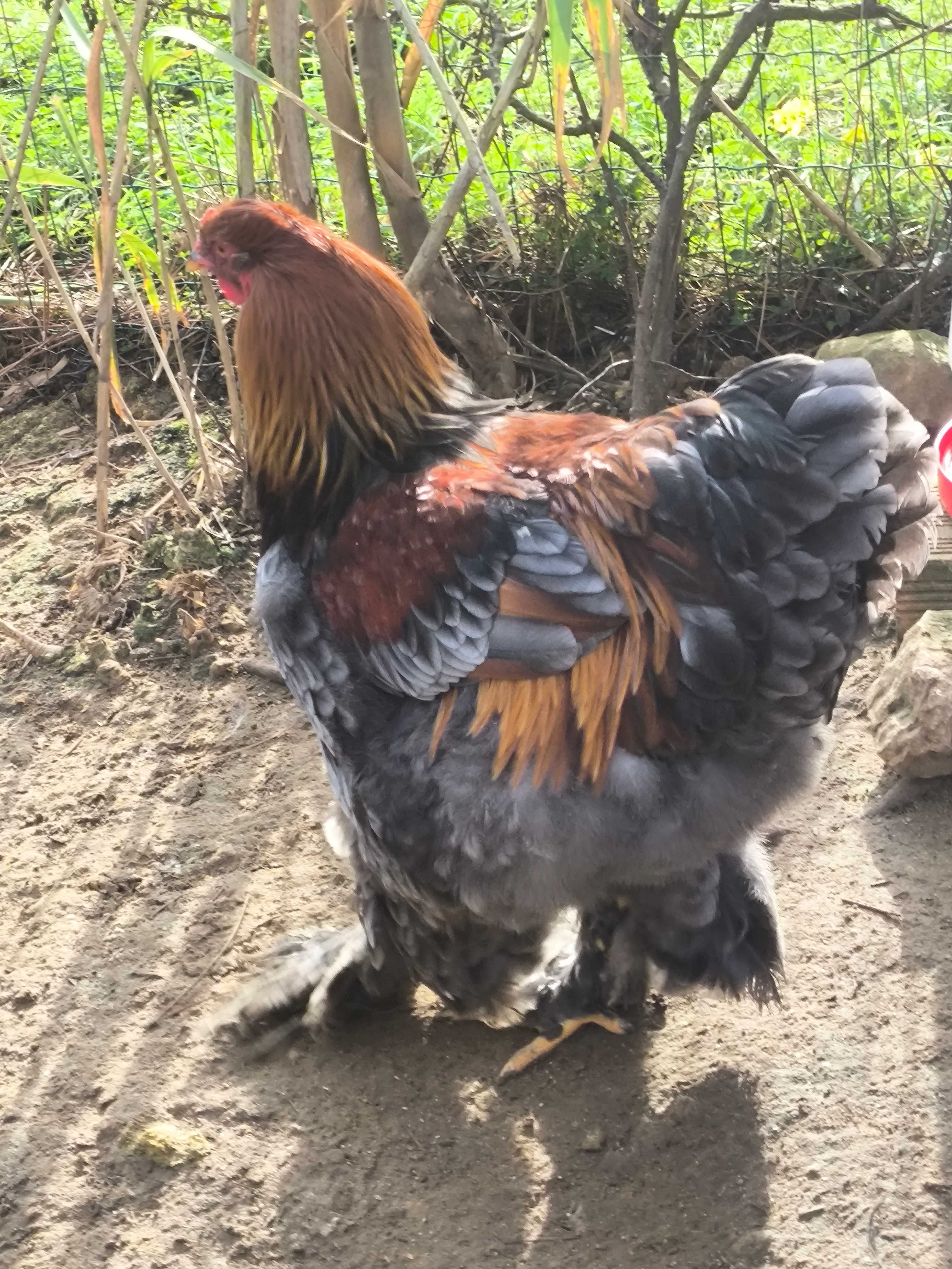 Lindos galos Brahma
