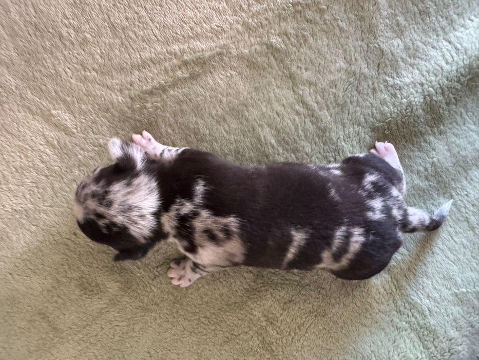 Piesek Chihuahua krótkowłosy Black Merle.