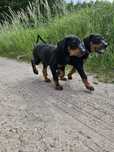 Doberman Amerykański gotowy !