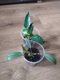 Philodendron atabapoense + White princess