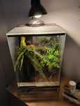 Gekon orzęsiony z terrarium szer 30 cm x wys 40 cm i gł 30 cm