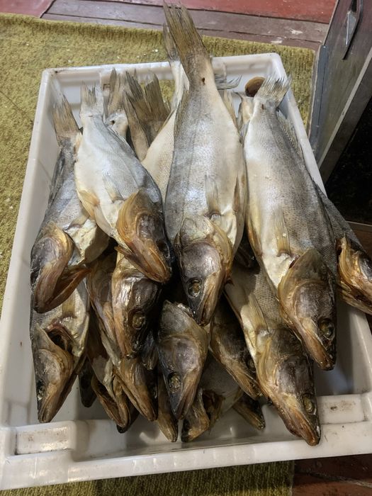 Плотва Судак Густера